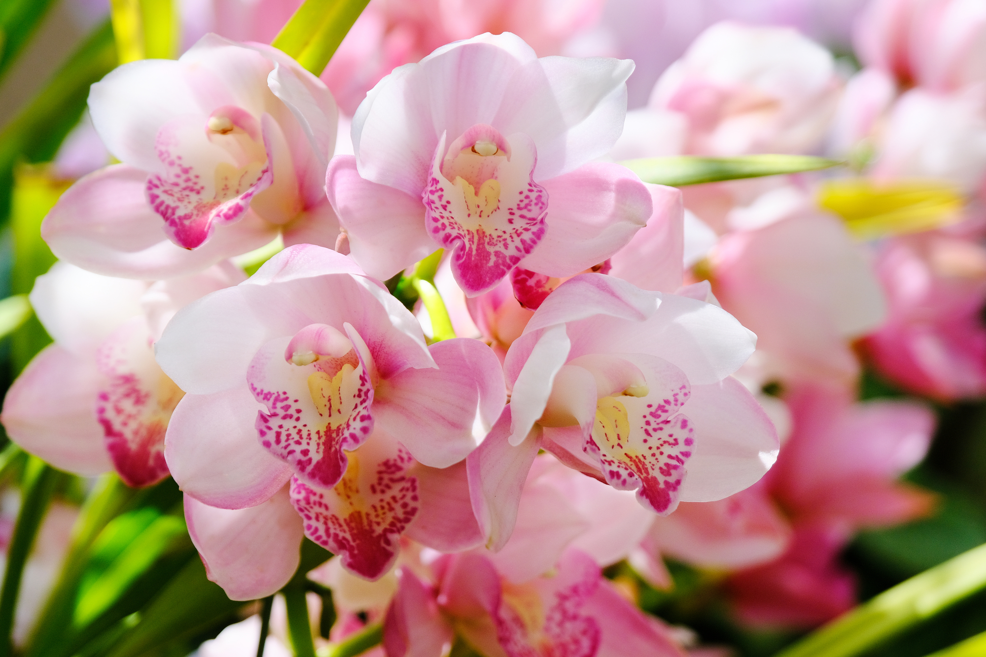 1月 シンビジウム